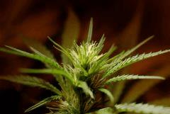 SensiStar F16