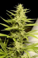 SensiStar f35