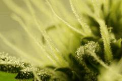 SensiStar F24