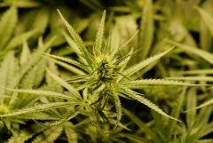 SensiStar F16