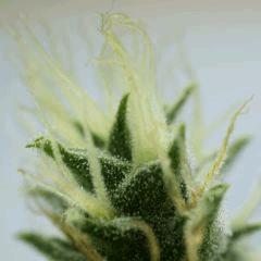 SensiStar F54