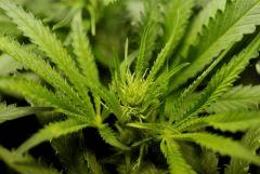 SensiStar F13