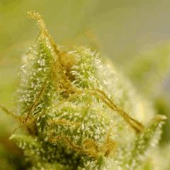 SensiStar F62