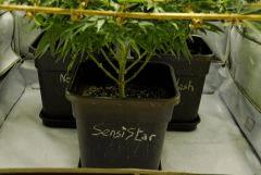 SensiStar F13