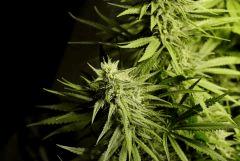 SensiStar F35