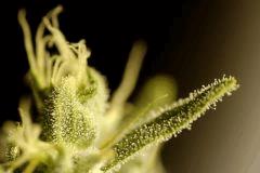 SensiStar F62