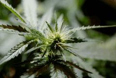 SensiStar F16