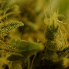 SensiStar F57