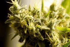 SensiStar F62