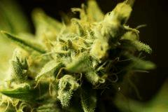 SensiStar F54