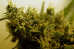 SensiStar F57