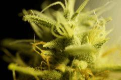 SensiStar F54