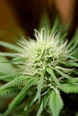 SensiStar F16