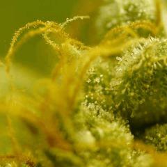SensiStar F57