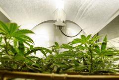 SensiStar F7