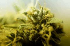 SensiStar F54