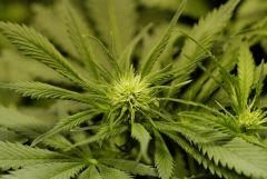 SensiStar F13