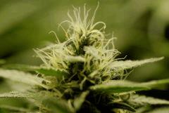 SensiStar f35