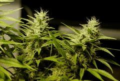 SensiStar f35