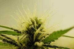 SensiStar F24