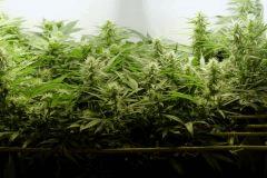 SensiStar F24