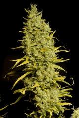 SensiStar F66
