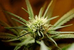 SensiStar F16
