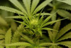 SensiStar F13