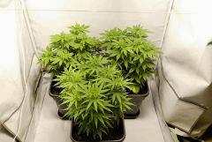 SensiStar Flo1