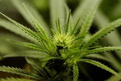 SensiStar F13