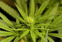 SensiStar F13