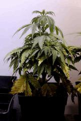 SensiStar C28