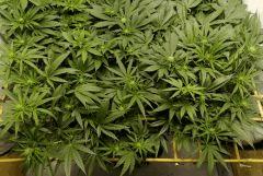 SensiStar F13