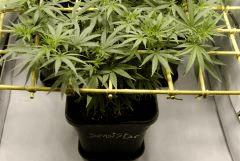 SensiStar F7