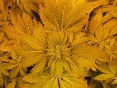 DSCF6186
