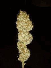 diesel