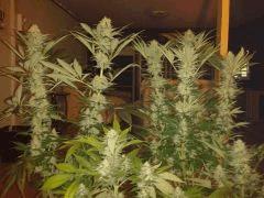 cheese et somango widow