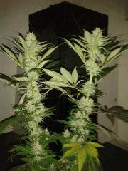 somango widow