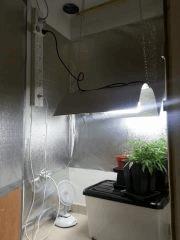 Espace pied mères, boutures et croissance (85w CFL)