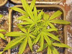 Colombia gold 72
