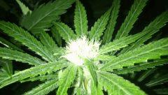 Petite bud