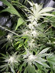 DSCF2537