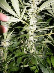 DSCF2541