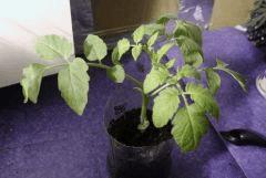 Tomate "Black Zebra"