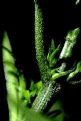 Primordiae Skunk B
