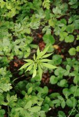 Miracle de la nature 1