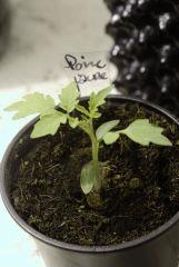 Tomate cerise "Poire Jaune"