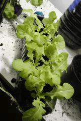 grow00008