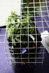 Critical +, mini SCROG
