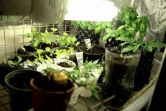 Salle de cro & bouturage